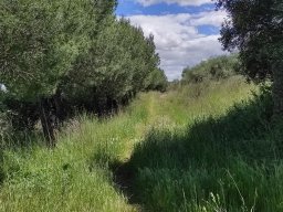 Flora del Cerro Masatrigo